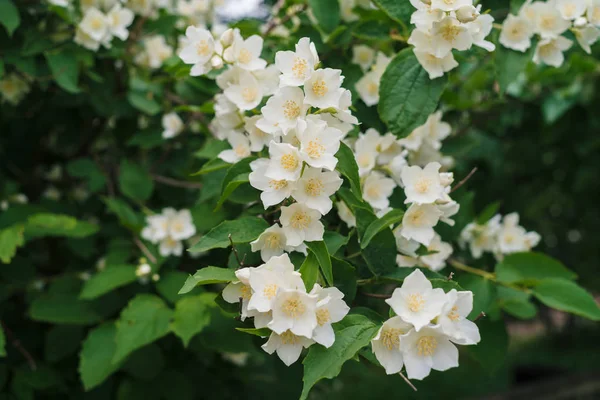 Jasmine White Flowers Green Leaves Bush Full Blossom Summer Park — Stock Photo, Image