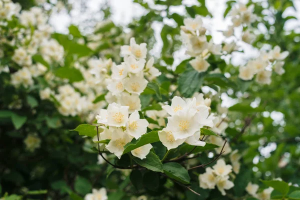 Jasmine White Flowers Green Leaves Bush Full Blossom Summer Park — Stock Photo, Image