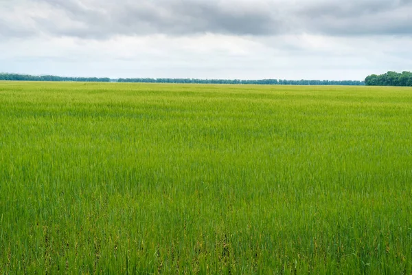 Yeşil buğday alan, güzel gökyüzü bulutlu, metin için özgür yer. Güneşli tarım peyzaj, arka plan. Buğday alan yeşil spikelets ile. Makro fotoğraf yeşil buğday.