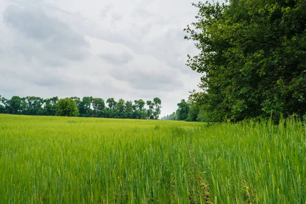 Green wheat field, beautiful sky with clouds, free space for text. Sunny agriculture landscape, background. Wheat field with green spikelets. Macro photo of green of wheat.