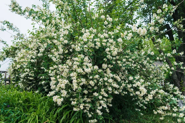 Jasmine bush with white flowers and green leaves in full blossom at summer park, floral background. Beautiful jasmin flowers in bloom — Stock Image Jasmine Bush White Flowers Green Leaves Full Blossom Summer Park Stock Image
