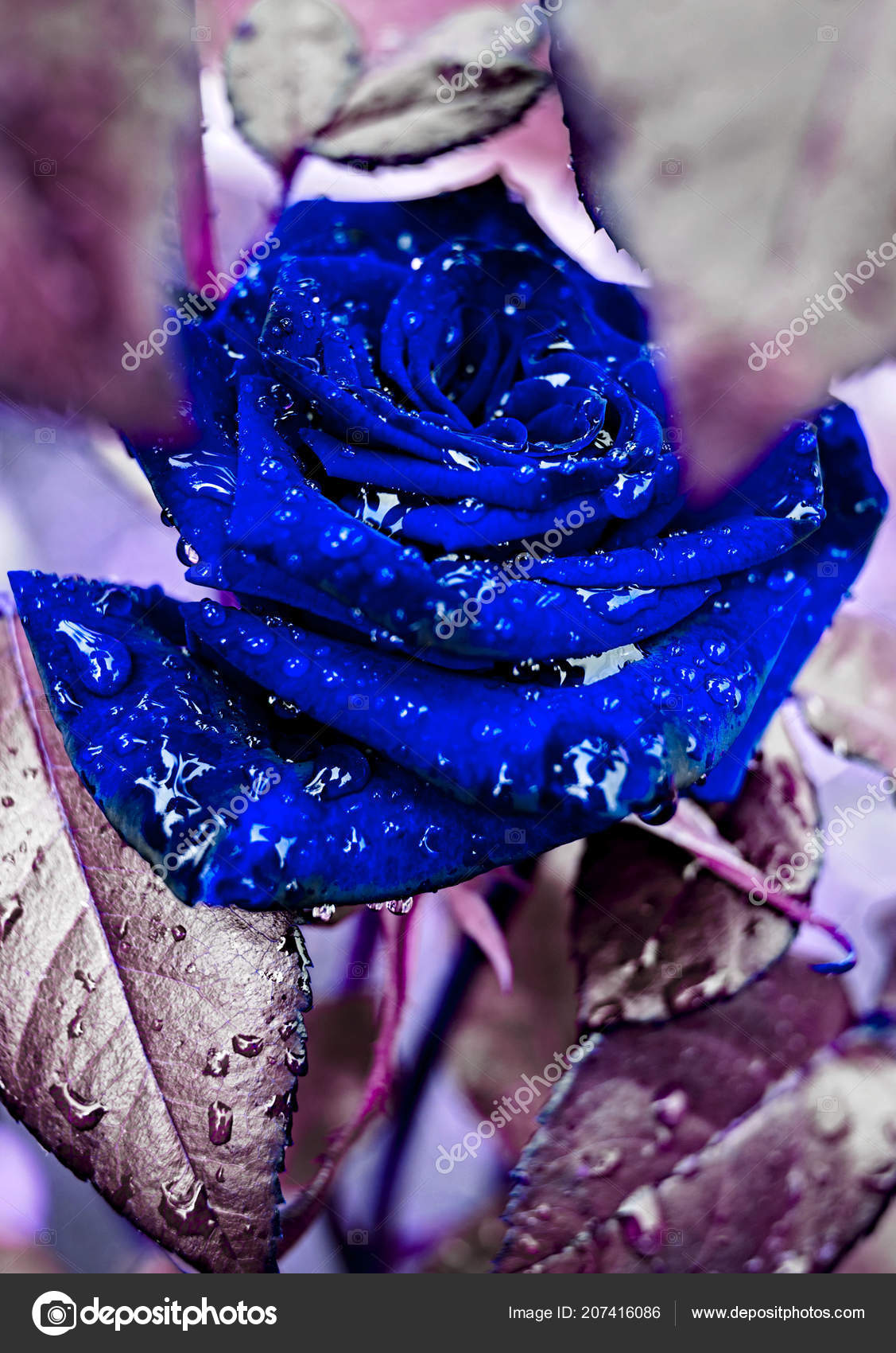 Beautiful Close Rose Bush Garden Water Drops Bud Blue Rose Stock Photo Image By C D Duda