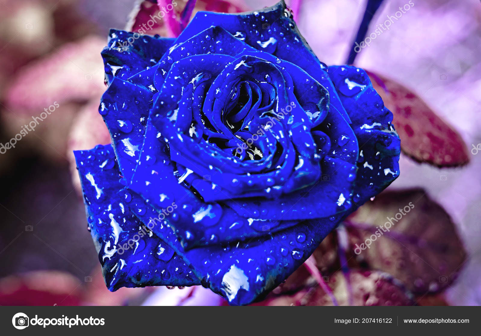Beautiful Close Rose Bush Garden Water Drops Bud Blue Rose Stock Photo Image By C D Duda