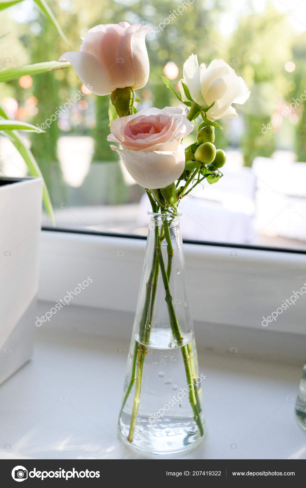 Fresh Tender Pink Garden Roses Glass Vase Window Sill Beautiful