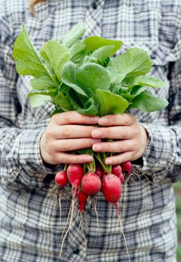 Taze organik turp üstleri ve yeşil yaprakları kadının ellerinde