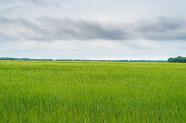 Yeşil buğday alan, güzel gökyüzü bulutlu, metin için özgür yer. Güneşli tarım peyzaj, arka plan. Buğday alan yeşil spikelets ile. Makro fotoğraf yeşil buğday.