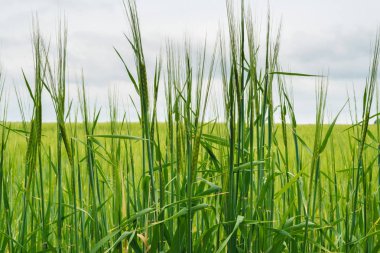 Yeşil buğday alan, güzel gökyüzü bulutlu, metin için özgür yer. Güneşli tarım peyzaj, arka plan. Buğday alan yeşil spikelets ile. Makro fotoğraf yeşil buğday