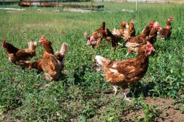 Ücretsiz aralığı tavuk çiftliği köyü açık havada. Grup Tavuk coop çimlerin üzerinden çıkıyor