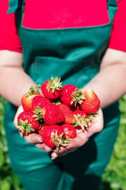 Taze çilek portre. Kadın holding çilek elinde. Kadının elleriyle bahçede toplanan taze çilek, yeşil zemin üzerine bırakır. El olgun ve tatlı çilek tam