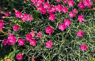 Arka plan taze yeşil yaprakları ve küçük pembe çiçekler. Yeşil renkli yaprakları ve pembe çiçekler ile. Düz yatıyordu, boş alan. Doğal çiçek arka plan