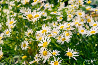 Beyaz papatya çiçek, seçici odak alan. Çiçek Papatya alan. Yaz çayır üzerinde papatya çiçeği