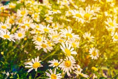 Beyaz papatya çiçek, seçici odak alan tonda. Çiçek Papatya alan. Yaz çayır üzerinde papatya çiçeği