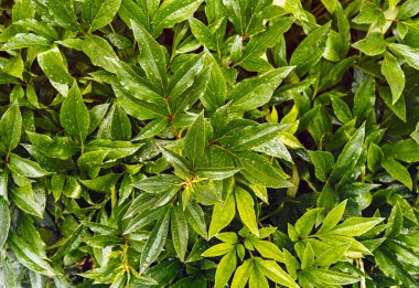 Taze yeşil şakayık arka plan ile yağmur damlaları bırakır. Damla arka planla şakayık bırakır. Yeşil renkli yaprakları, boş alan ile. Düz yatıyordu. Doğa arka plan