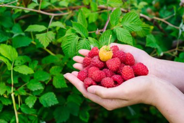 Holding taze ahududu yeşil bush arka plan, boş Garden eller kadın. Olgun kırmızı organik ahududu kızın elinde. Sağlıklı gıda kavramı. Yatay görünüm
