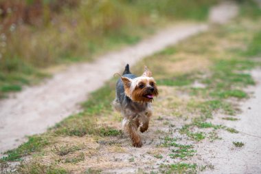 Sevimli Yorkshire Terrier köpek portre yol üzerinde yaz aylarında açık havada, boş alan çalışan.