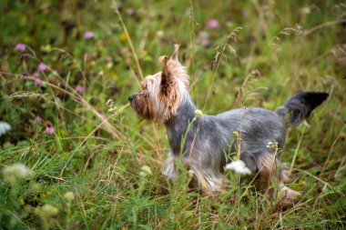 Yeşil çimenlerin üzerinde yaz aylarında açık havada, boş duran sevimli Yorkshire Terrier köpek portre