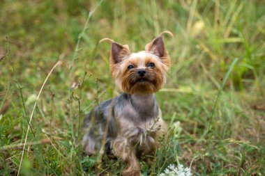 Yeşil çimenlerin üzerinde yaz aylarında açık havada, boş alan oturma sevimli Yorkshire Terrier köpek portre