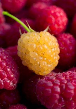 Tatlı taze organik ahududu closeup, seçici odak, boş alan arka plan. Makro fotoğraf. Kırmızı ahududu üzerinde bir sarı ahududu. Doğal berry arka plan