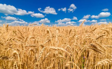Altın buğday alanında bulunan güneş ışığı mavi gökyüzü ve bulutlar, boş alan ile. Olgun buğday alan mavi gökyüzü arka plan altında tırmanıştır. Tarım, Ziraat ve tarım arka plan. Hasat kavramı