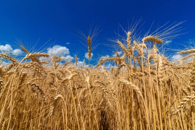 Golden wheat in the field in sunlight with blue sky and clouds, free space. Spikes of ripe wheat field under blue sky background. Agriculture, agronomy and farming background. Harvest concept clipart