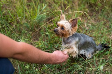 Yeşil çimenlerin üzerinde oturan ve pençe sallamak için sahibi açık, closeup veren şirin küçük yorkshire terrier köpek. Hayvan dostluk, boş alan. Yorkie pençe Parkı'nda yaz aylarında tutan adam