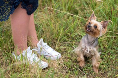 Yeşil çimenlerin kadın bacakları, boş alan açık üzerinde oturan sevimli yorkshire korkunç