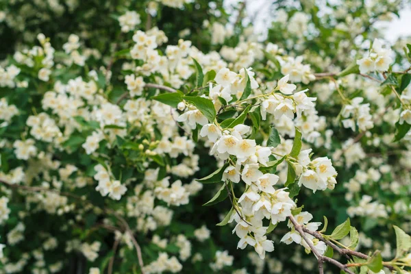 Jasmine Bush White Flowers Green Leaves Full Blossom Summer Park — Stock Photo, Image