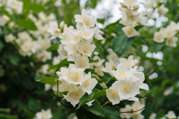 Jasmine White Flowers Green Leaves Bush Full Blossom Summer Park — Stock Photo, Image