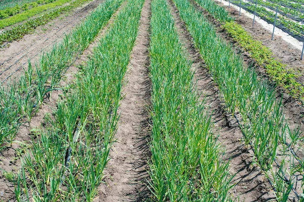 Cultiver Ail Dans Les Plantes Légumes Ferme Petite Plantule Ail — Photo