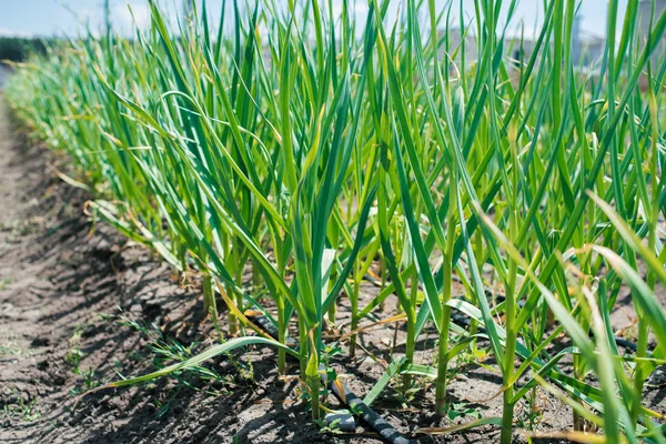 Growing Garlic Plant Farm Vegetable Small Sapling Garlic Garlic Plantation — Stock Photo, Image