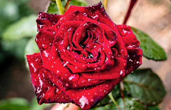 Schöne Nahaufnahme Rose Auf Busch Garten Mit Wassertropfen Knospe Von — Stockfoto