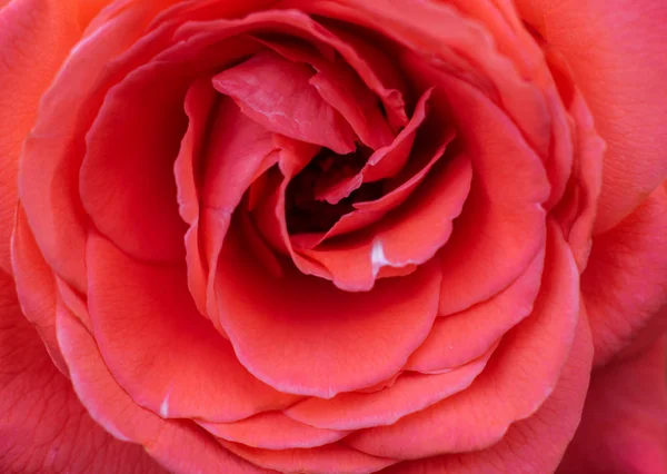 Belle Macro Fleur Rose Gros Plan Fond Rose Fraîche Fond — Photo