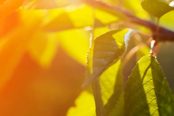 Green leaves on tree in sunlight background toned, free space. Nature concept