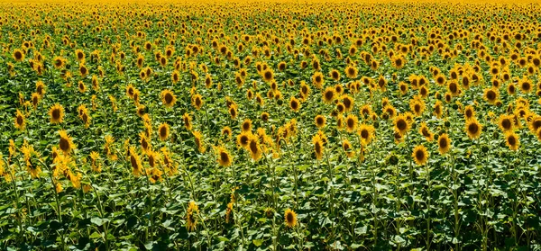 Campo Flores Girasoles Fondo Espacio Libre Campo Girasol Espacio Para —  Fotos de Stock