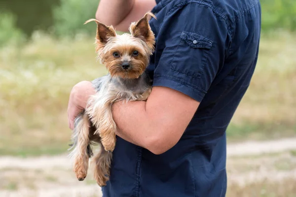 Portrait Cute Yorkshire Terrier Dog Male Hand Summer Outdoors Man — Stock Photo, Image