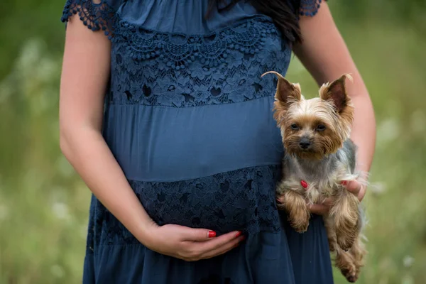 Primer Plano Mujer Embarazada Con Yorkshire Terrier Sosteniendo Vientre Aire — Foto de Stock