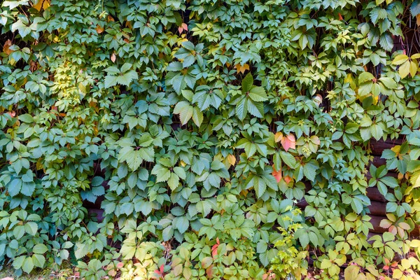 Fundo Folhas Verdes Frescas Verde Deixa Fundo Fundo Verde Com — Fotografia de Stock