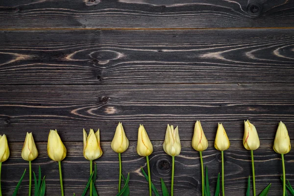 Yellow tulip flowers border on wooden background. Spring background with tulips, copy space. Flat lay, top view. Holiday greeting card for Valentine\'s Day, Woman\'s Day (March 8), Mother\'s Day, Easter