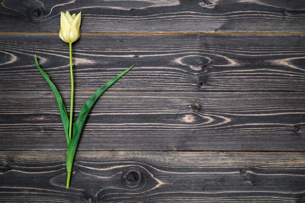 Один Желтый Цветок Тюльпана Деревянном Фоне Копия Пространства Весенний Цветочный — стоковое фото