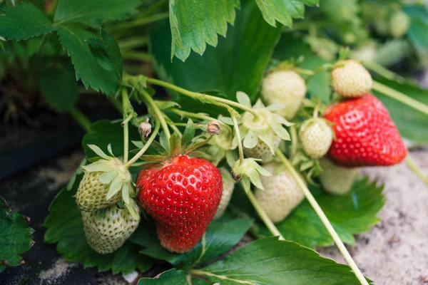 Close Ripe Unripe Strawberry Garden Strawberry Fruit Grows Plantation Strawberries Royalty Free Stock Images