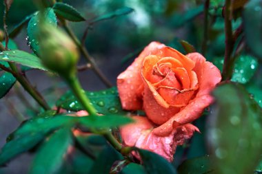 Su çiy ile güzel gül çiçek Bahçe, boş alan bırakır. Doğal çiçek çiçek açan gül Bush ile arka plan. Yağmur sonrası yükseldi. Sevgililer günü, kadının gün (8 Mart)