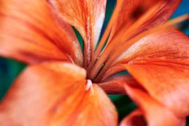 Makro turuncu lilly çiçek arka plan, boş alan, yumuşak odak. Çiçek açan lily çiçek, kopya alanı. Tatil tebrik kartı. Doğal çiçek zemin. Sevgililer günü, kadının gün (8 Mart), Paskalya