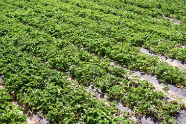 Çilek bitkisi. Çilek bush ile yeşil bahçe, kopya alanı büyüyen bırakır. Organik çilek. Doğal arka plan. Tarım, sağlıklı gıda kavramı. Tarım Çiftlik
