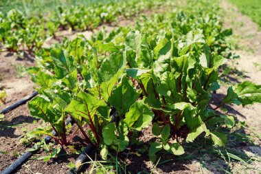 Sebze Bahçe büyüyen organik kırmızı pancar Bush. Yeşil yaprakları. Kırmızı pancar. Sebze alan. Pancar bitkilerde Bahçe