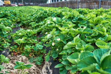 Çilek bitkisi. Çilek bush ile yeşil bahçe, kopya alanı büyüyen bırakır. Organik çilek. Doğal arka plan. Tarım, sağlıklı gıda kavramı. Tarım Çiftlik