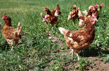 Tavuk sürüsü dolaşmak, kopya alanı yemyeşil yeşil padok açık havada, özgürce. Otlatma çim üzerinde boş alan ücretsiz aralığı tavuk grubudur. Tavuk çiftliği