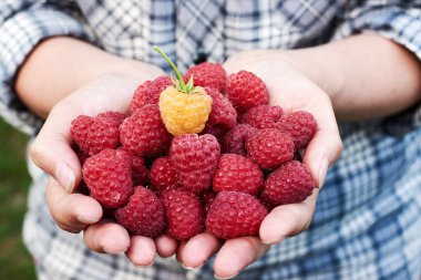Taze aldı eller ahududu bahçede açık havada, içinde tutan kadın closeup boş alan. Olgun kırmızı ahududu kızın elinde. Sağlıklı gıda kavramı. Yatay. Ahududu kadın veren avuç
