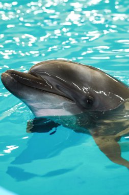 Mavi su yüzme havuzu, kopya alanı içerisinde yunus portre