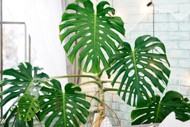 Egzotik tropik Monstera palmiye yaprakları, kopya alanı. Monstera palm veya bölünmüş yaprak bitkiyi yeşil yaprakları. Monstera deliciosa bitki örtüsü bitki. Egzotik bitki. Çiçek desenli. Monstera yaprakları evde 