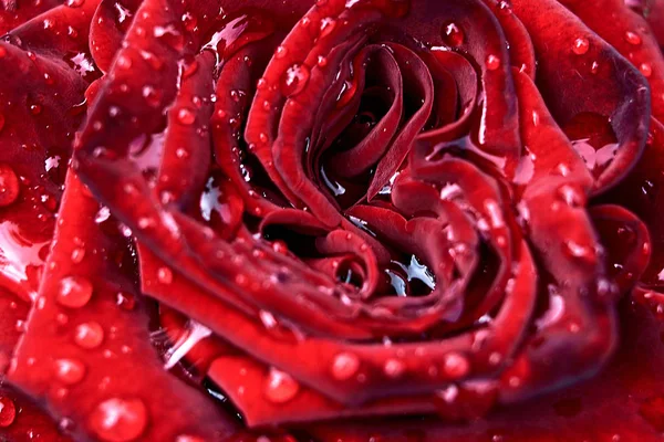 Κοντινό Πλάνο Πυροβολισμό Μακρο Κόκκινο Τριαντάφυλλο Λουλούδι Σταγόνες Νερού Αντίγραφο — Φωτογραφία Αρχείου